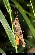 Image result for Common Field Grasshopper