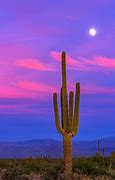 Image result for Cactus Desert Wallpaper