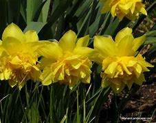 Image result for Narcissus Sherborne