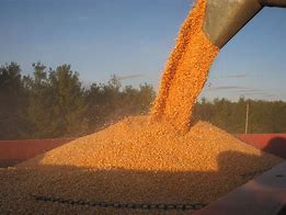 Image result for S97 Gleaner Combine Shelling Corn