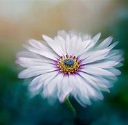 Image result for Macro Flower Photographers
