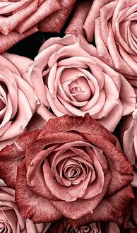 Image result for Rose Gold Aesthetic Pictures