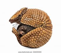 Image result for Armadillo Roll