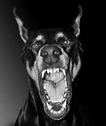 Image result for Doberman Dog Scary