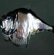 Image result for diepzeebijlvissen Superorde. Size: 182 x 185. Source: animal.memozee.com