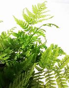 Image result for Dryopteris austriaca