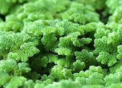 Image result for ferns mosses care