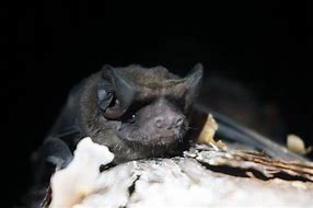 Image result for Florida Gray Bat