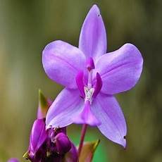 orchidee fiori appassiti come si potano le orchidee la guida completa arrangiamoci orchidee fiori appassiti come si potano le orchidee la guida completa arrangiamoci