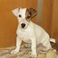 Image result for Jack Russell Peeking around iPhone