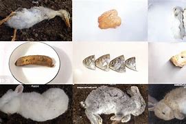 Image result for Decomposition Time-Lapse
