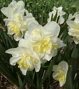 Image result for Narcissus Easter Born