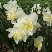 Image result for Narcissus Easter Born