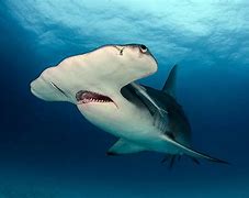 Image result for World Record Biggest Shark