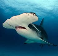 Image result for Top 5 Biggest Sharks