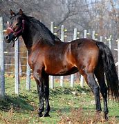 Image result for Morgan Horse Roan