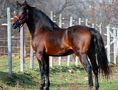 Image result for Morgan Horse Breed