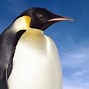 Image result for Emperor Penguin Ecosystem