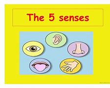 Image result for Our Five Senses Worksheet