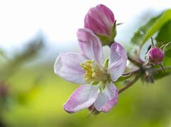 Image result for Flower Apple iPhone 7s