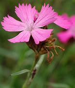 Image result for Dianthus carthusianorum
