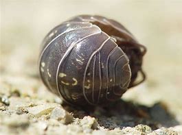 Image result for Woodlouse Roly Poly