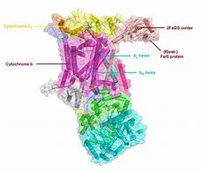 Image result for cytochrom