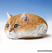 Image result for Photoshop Cat Meme