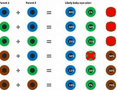 Image result for Dog Eye Anatomy