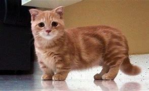 Image result for Frowning Kitten