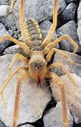 Image result for Camel Spider New Mexico