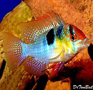 Image result for Pool of Blue Ram Cichlids