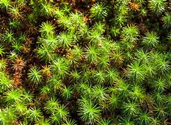 Image result for Types of Moss in Michigan