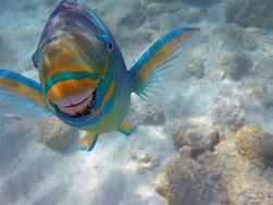 Image result for Funny Smiling Fish