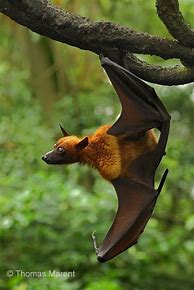 Image result for Wire Spooky Bat