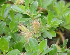 Image result for Salix simulatrix