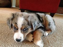 Image result for Baby Mini Aussie