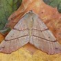 Image result for Feathered Thorn