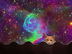Image result for Animals in Galaxy Meme