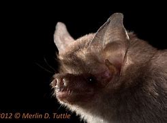 Image result for Kitti's Hog-Nosed Bat Poster