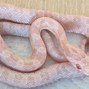 Image result for Stripe Corn Snake Morphs