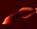 Afbeeldingsresultaten voor "cetostoma Regani". Grootte: 133 x 103. Bron: nsuworks.nova.edu