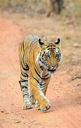 Image result for Male Bengal Tiger