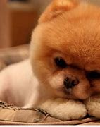 Image result for Adorable Baby Dogs