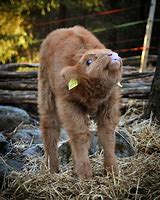 Image result for Cute Kawaii Baby Highland Cow