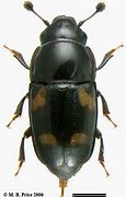 Image result for "sap-beetle"