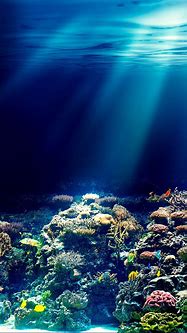 Image result for 3D Tropical Underwater Wallpaper iPhone