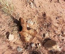 Image result for Human Remains From Animal