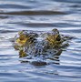 Image result for Biggest Crocodile in Africa