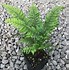 Image result for Polystichum Shiny Holly Fern